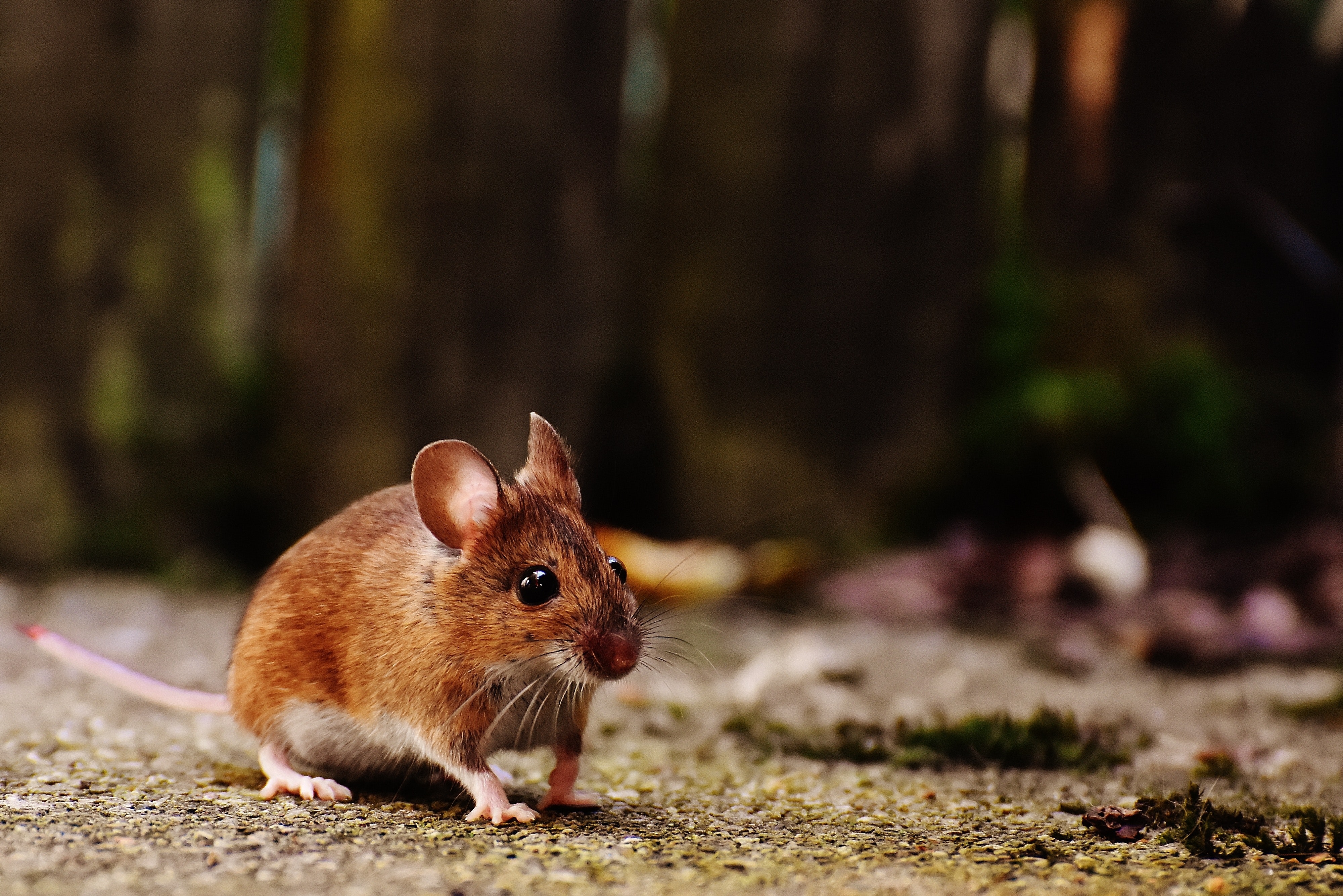 Veneno caseiro para ratos: Como acabar com roedores