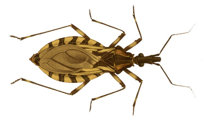 doença de chagas