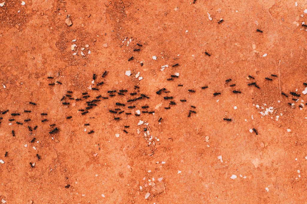 veneno caseiro para formigas