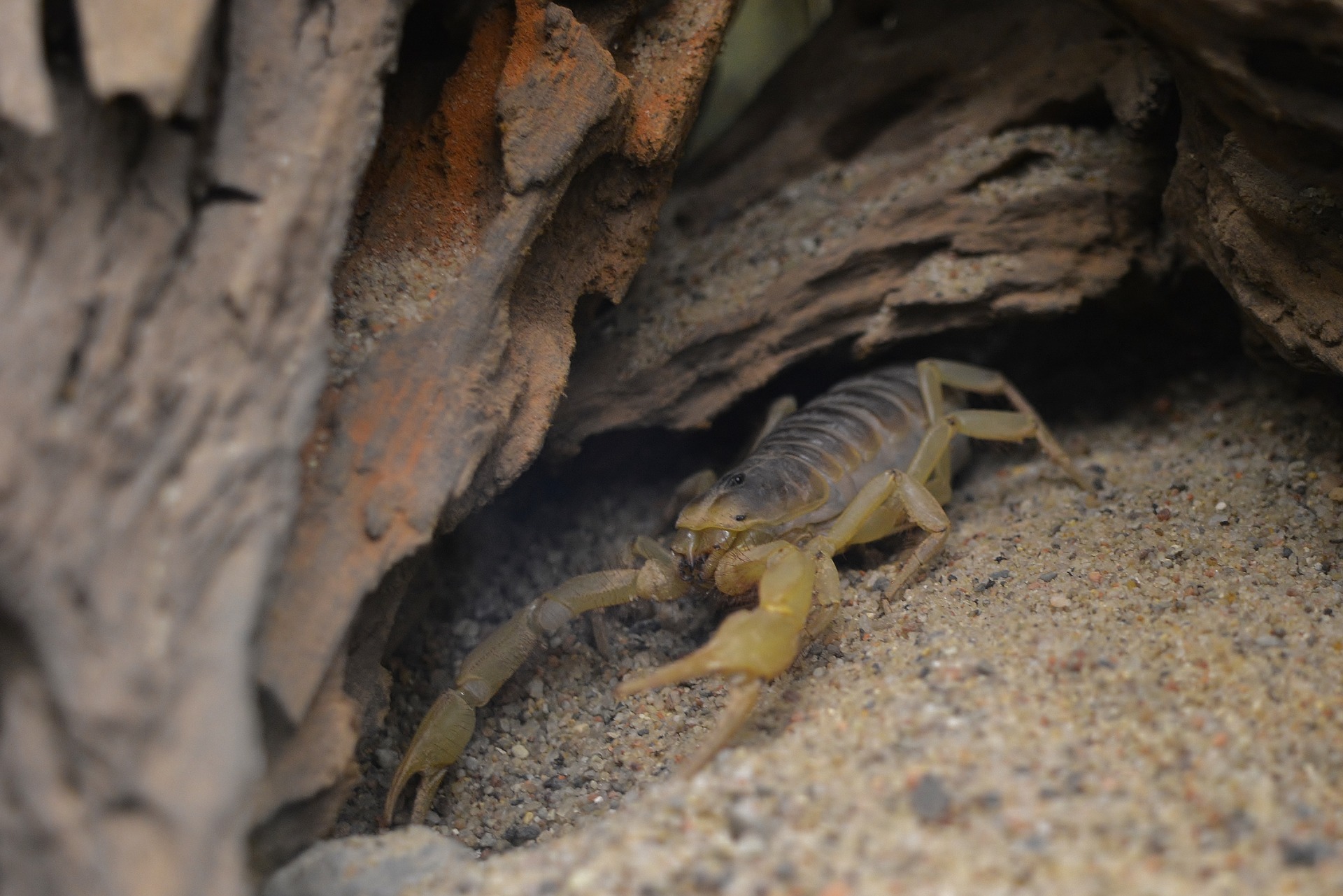 Escorpiões em Santo André: Confira a Lista com os Bairros de maior incidência