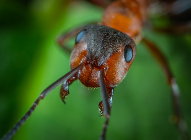 Formigas de Jardim: Como acabar com elas?