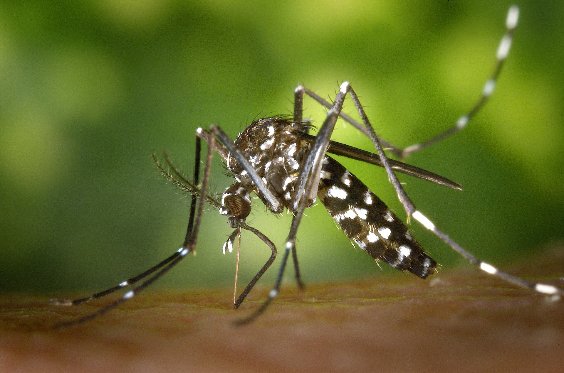 Mosquito da Dengue: Como Identificar e Prevenir?