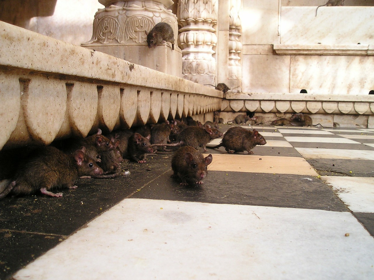 Doenças Transmitidas por Ratos: Sintomas e como Prevenir