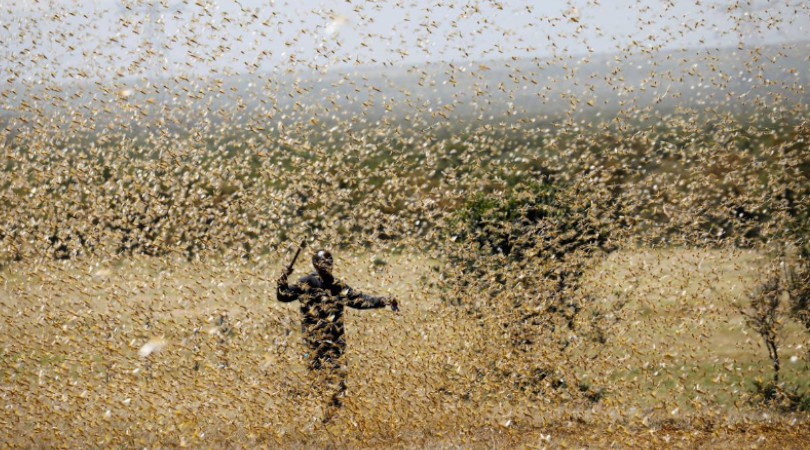 Como acabar com Gafanhotos na Horta