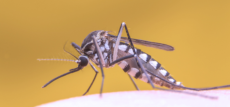 Dengue: Sintomas e Como Prevenir|AJAX Soluções