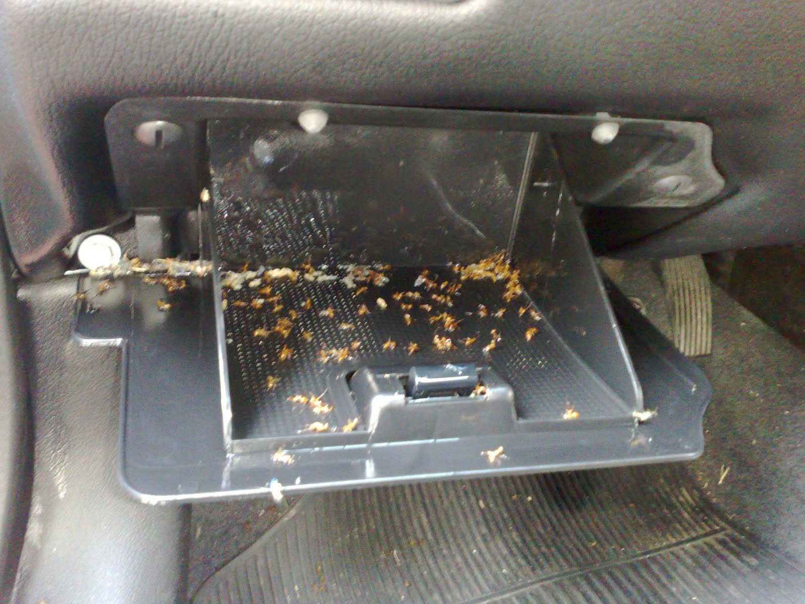 Como Acabar com Formigas no Carro
