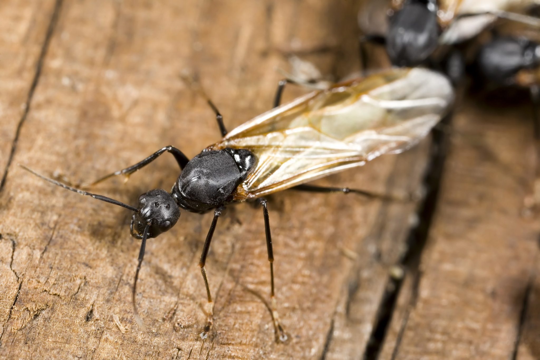 identify very small ants swarming kitchen sink