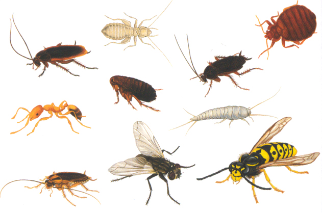 O que é o período de revoada de insetos?