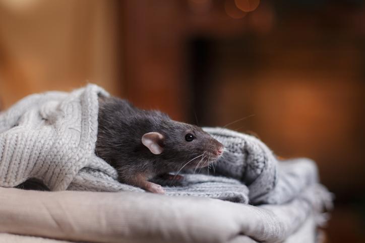 Imagem de um rato em roupas de cama. Importância da desratizaçao