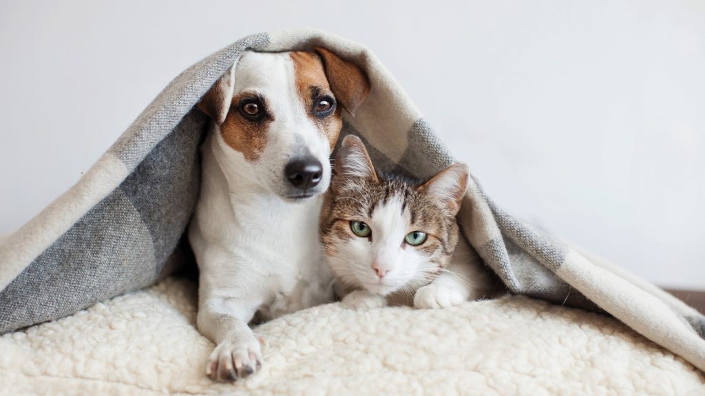 Imagem de um cachorro e um gato juntos de baixo de uma coberta. Dicas para dedetizar sua casa sem prejudicar seus pets