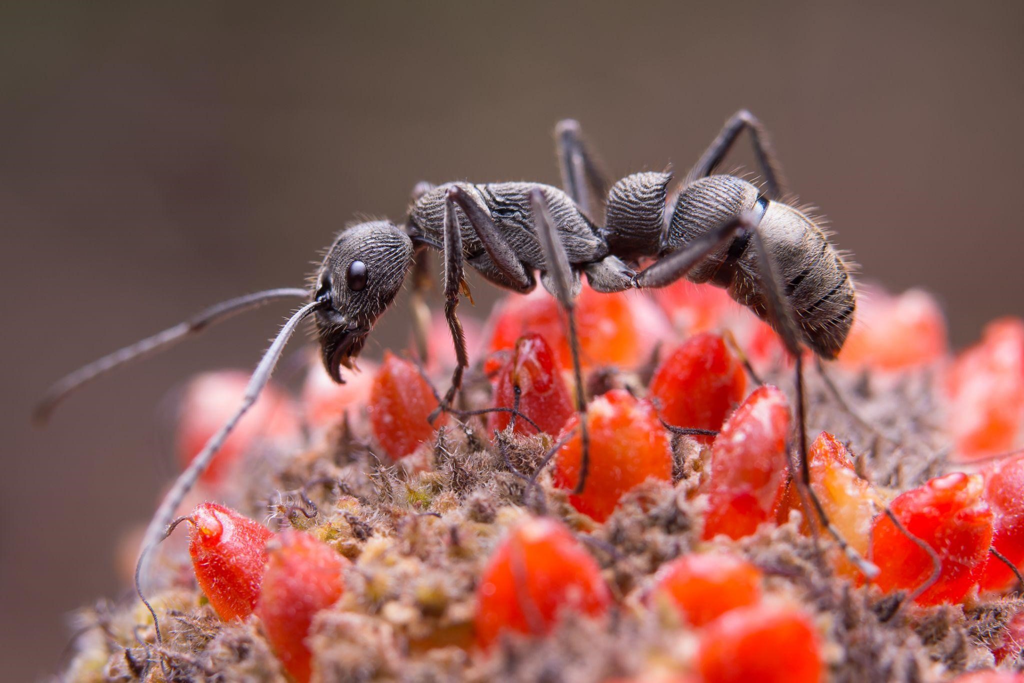 Casa com infestação de formiga: o que faço?