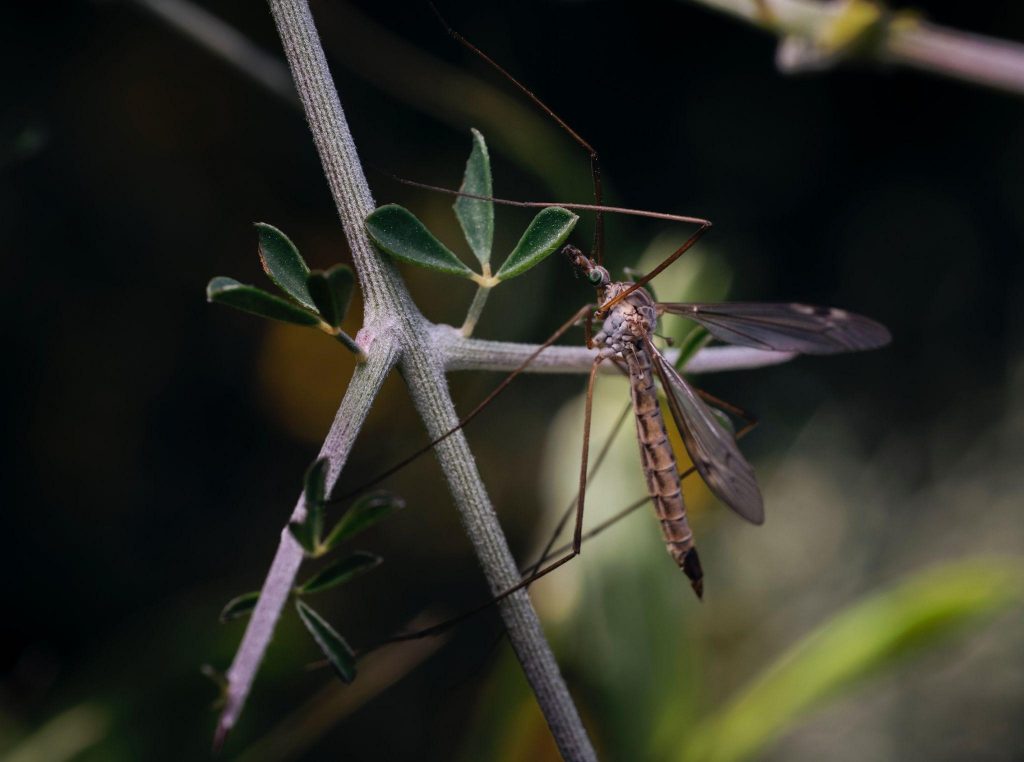 mosquitos