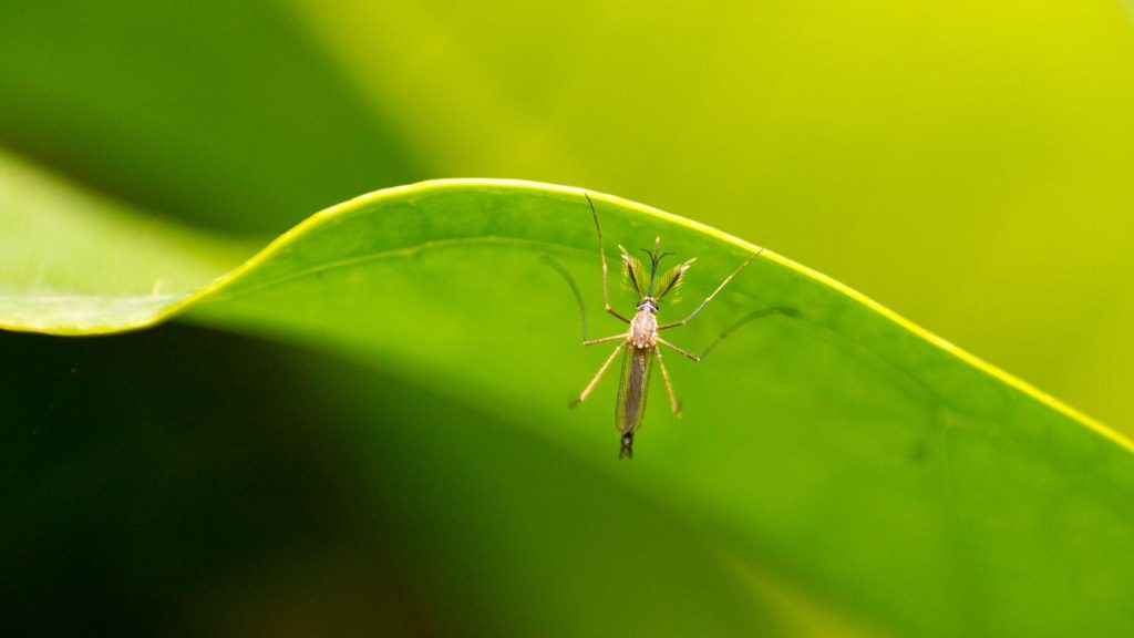 infestação de mosquitos