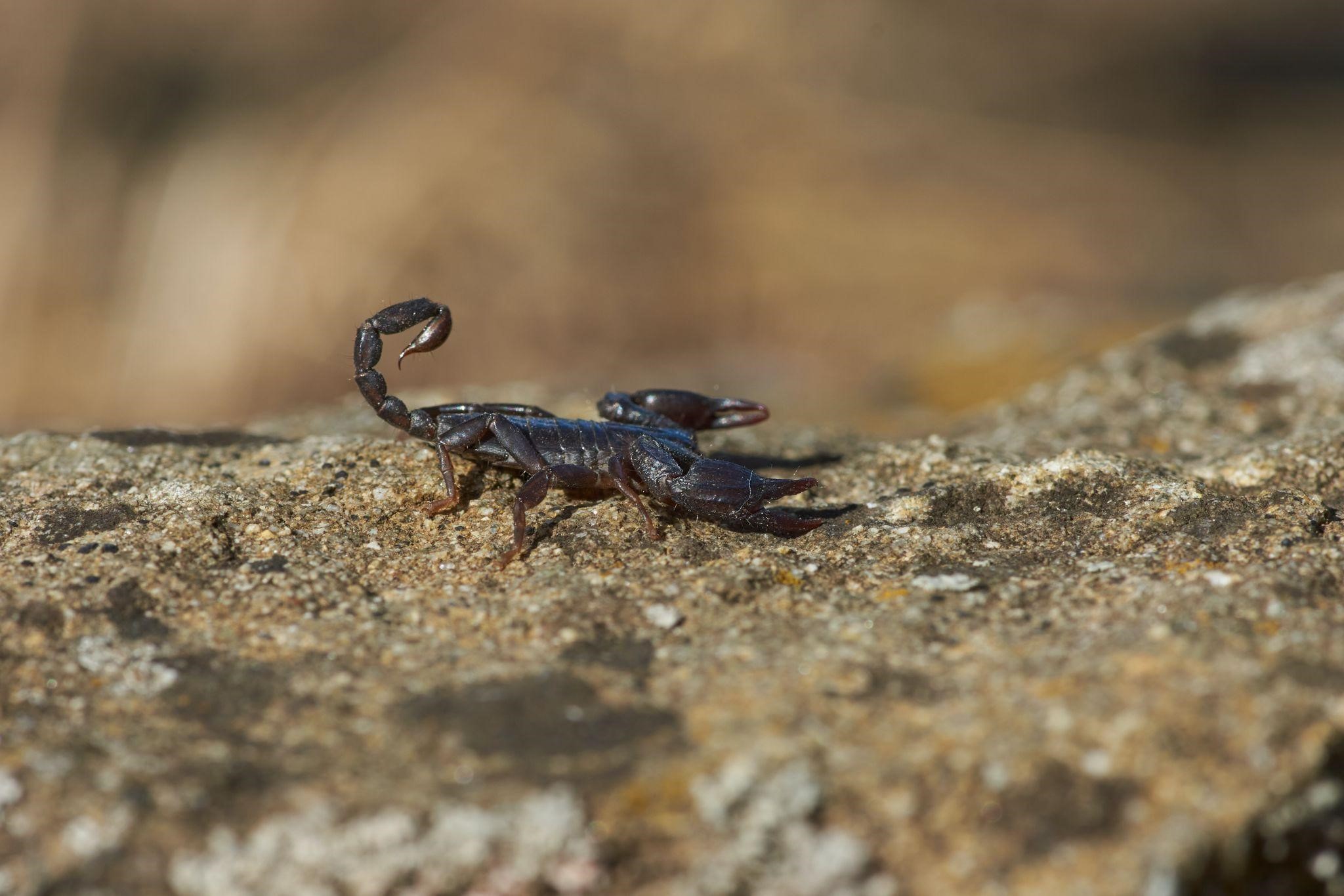 O que atrai escorpiões para o ambiente?