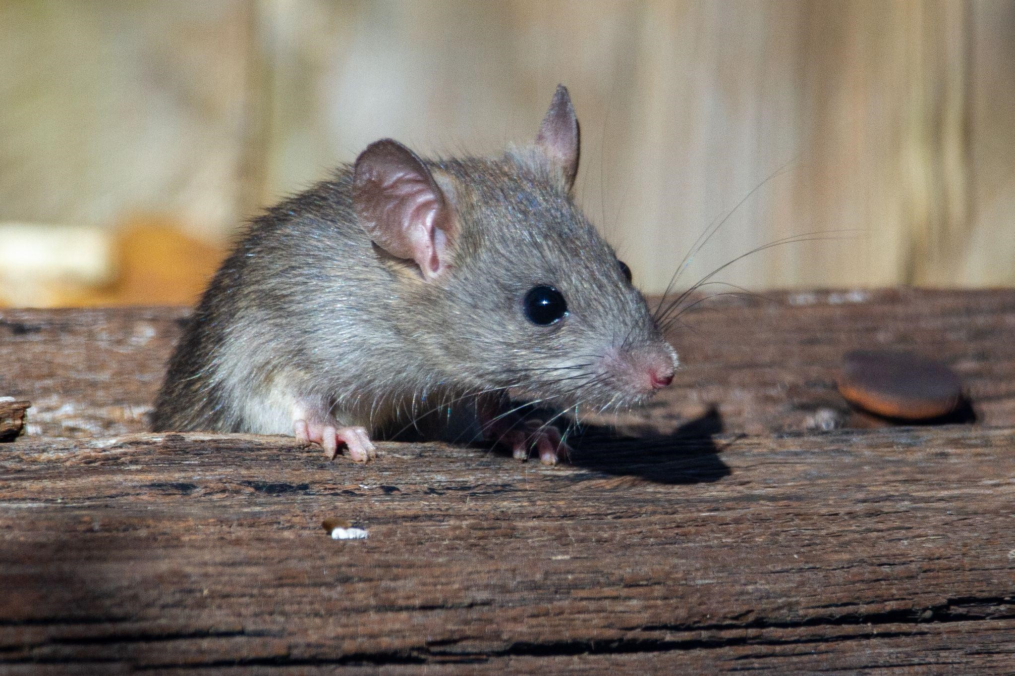 Doenças transmitidas por ratos: quais são elas?