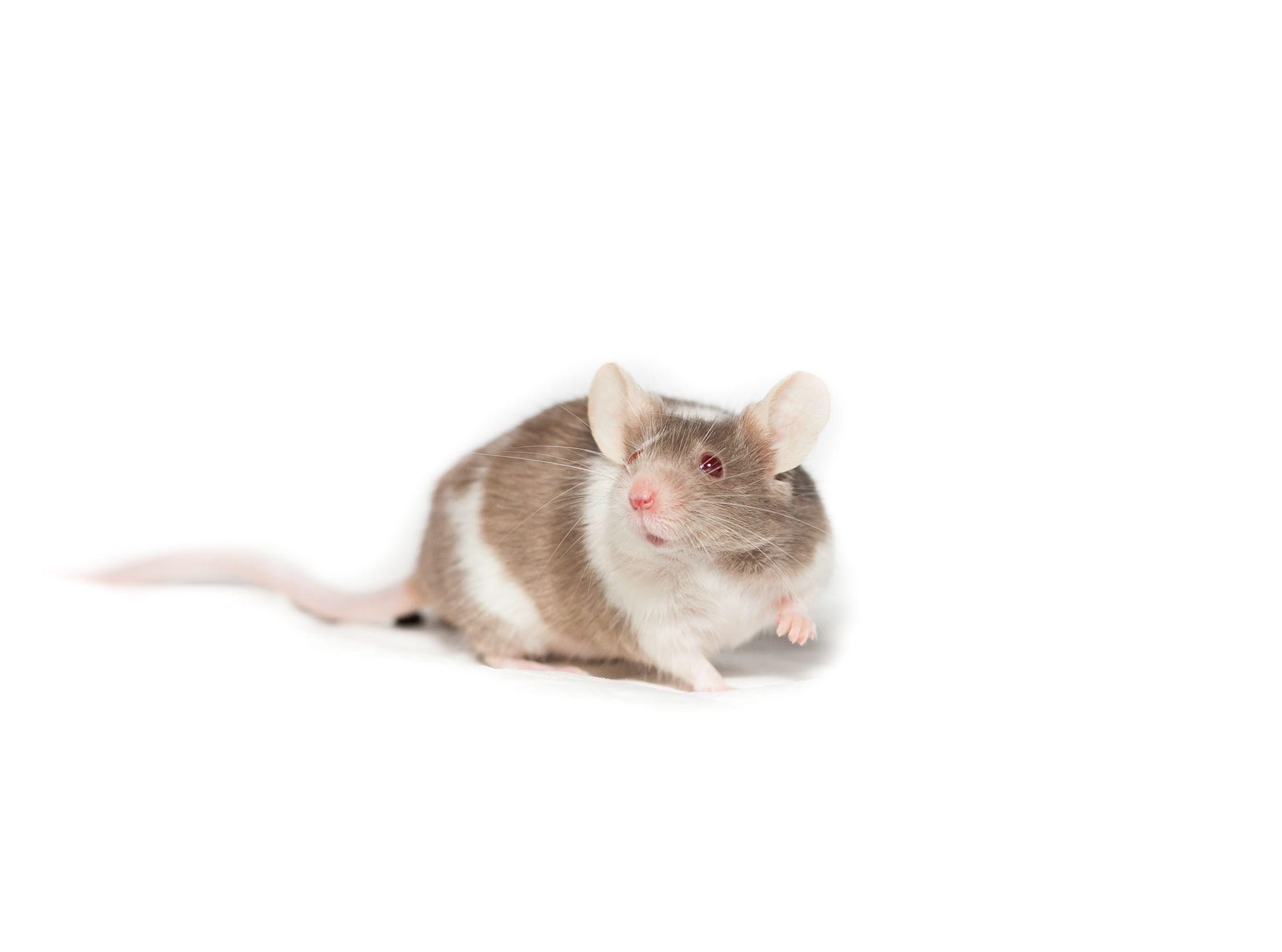 O que atrai ratos até sua casa e como evitar?