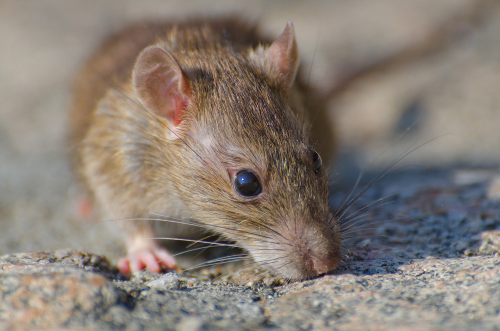 É verdade que água sanitária espanta rato?