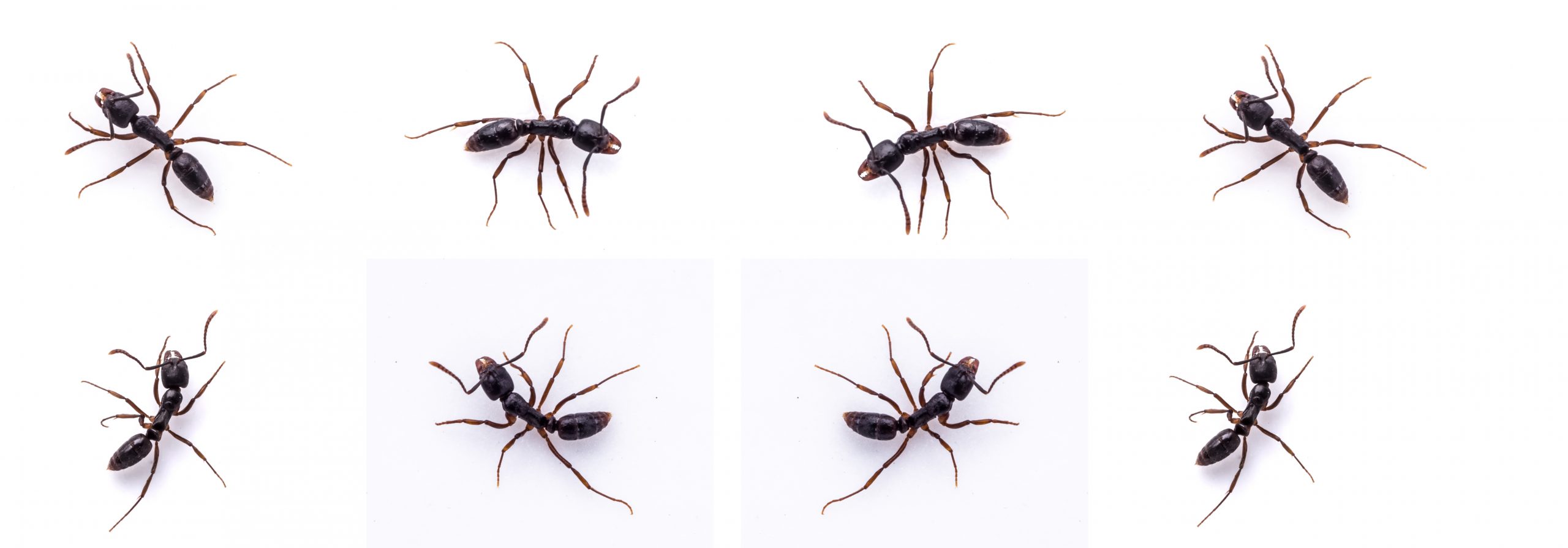 6 formas de acabar com a formiga-doceira