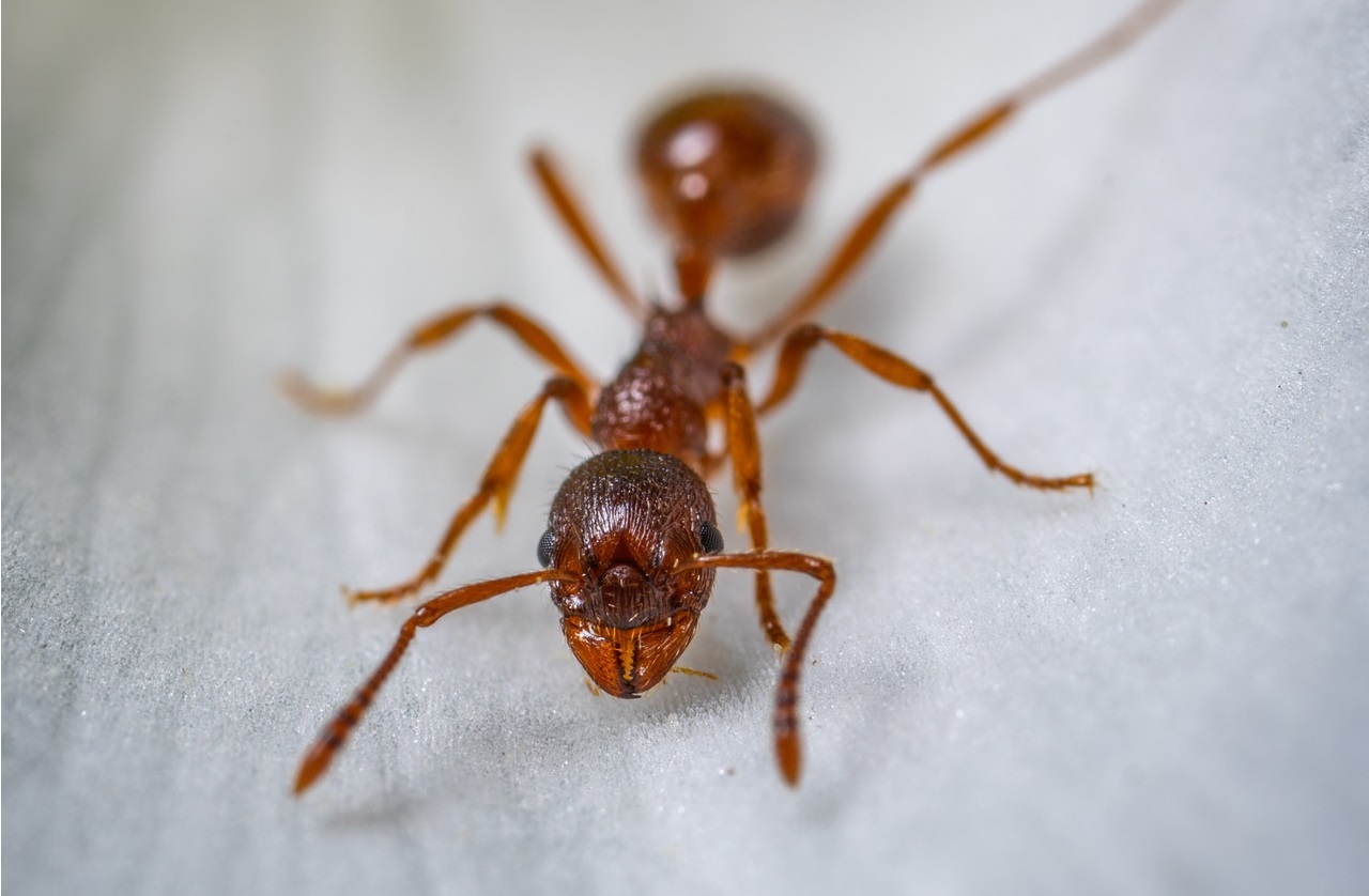 Os piores danos causados por formigas