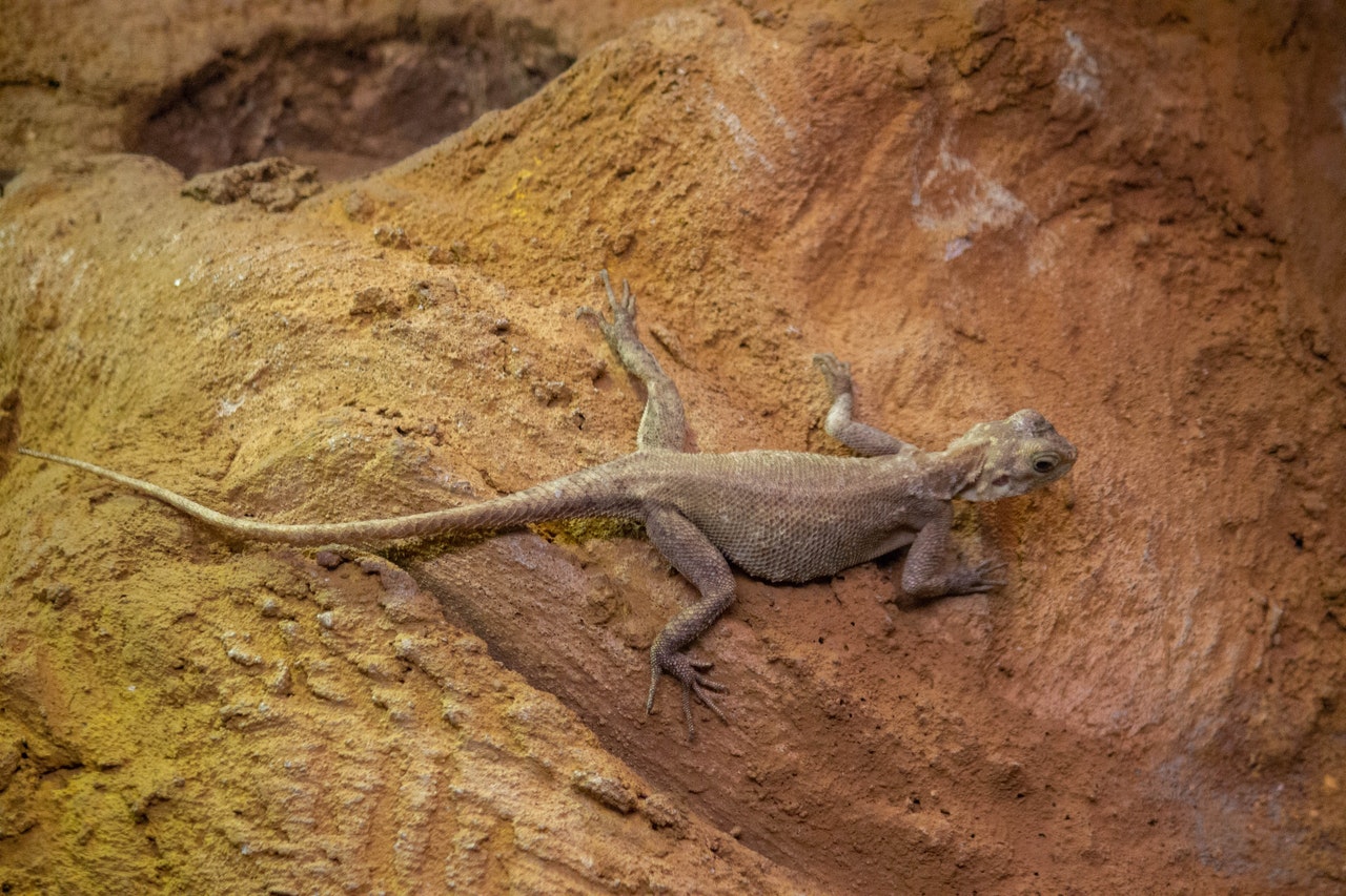 Cocô de lagartixa ou fezes de outros animais?