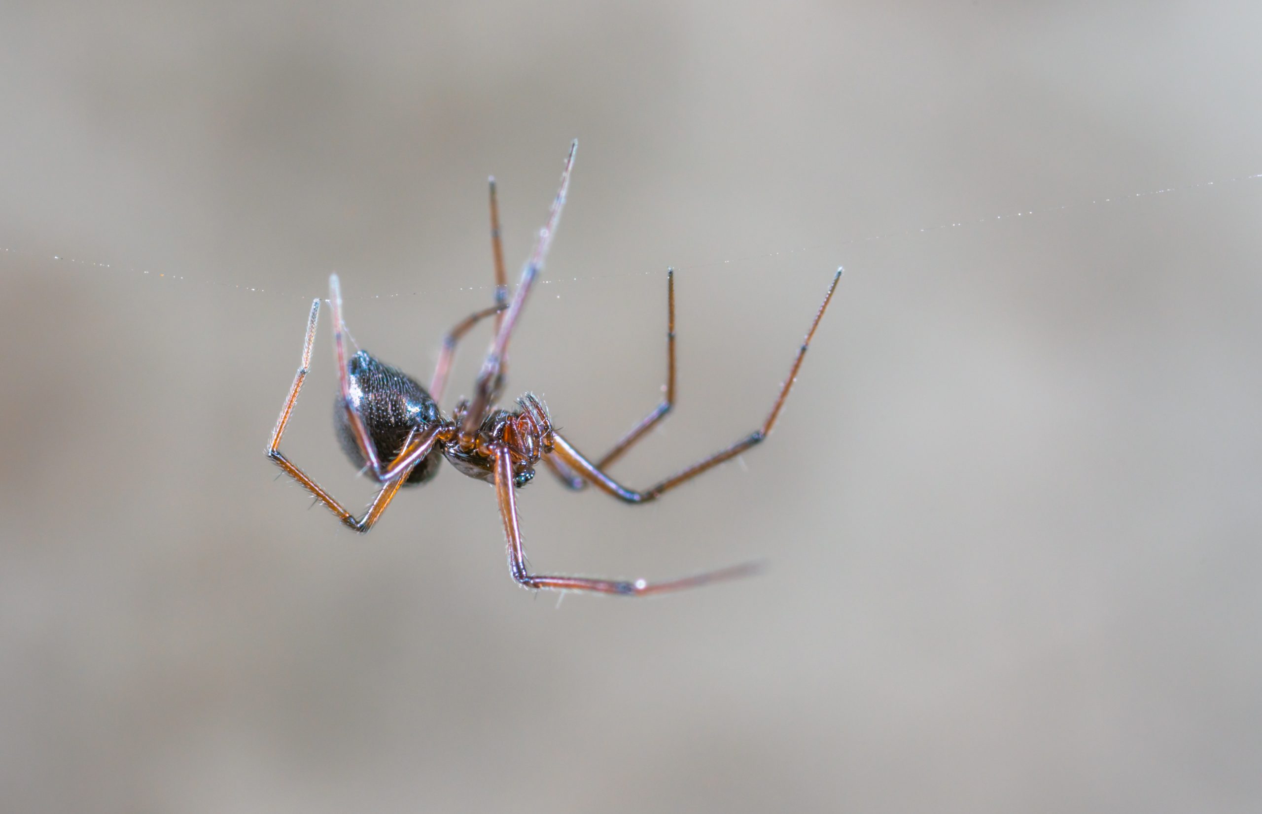 Veneno para aranha: qual o melhor?