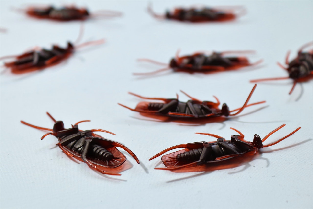 5 dificuldades na erradicação de baratas