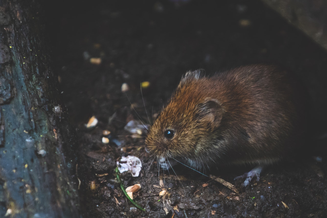 Ratos preferem ambiente escuro ou claro?