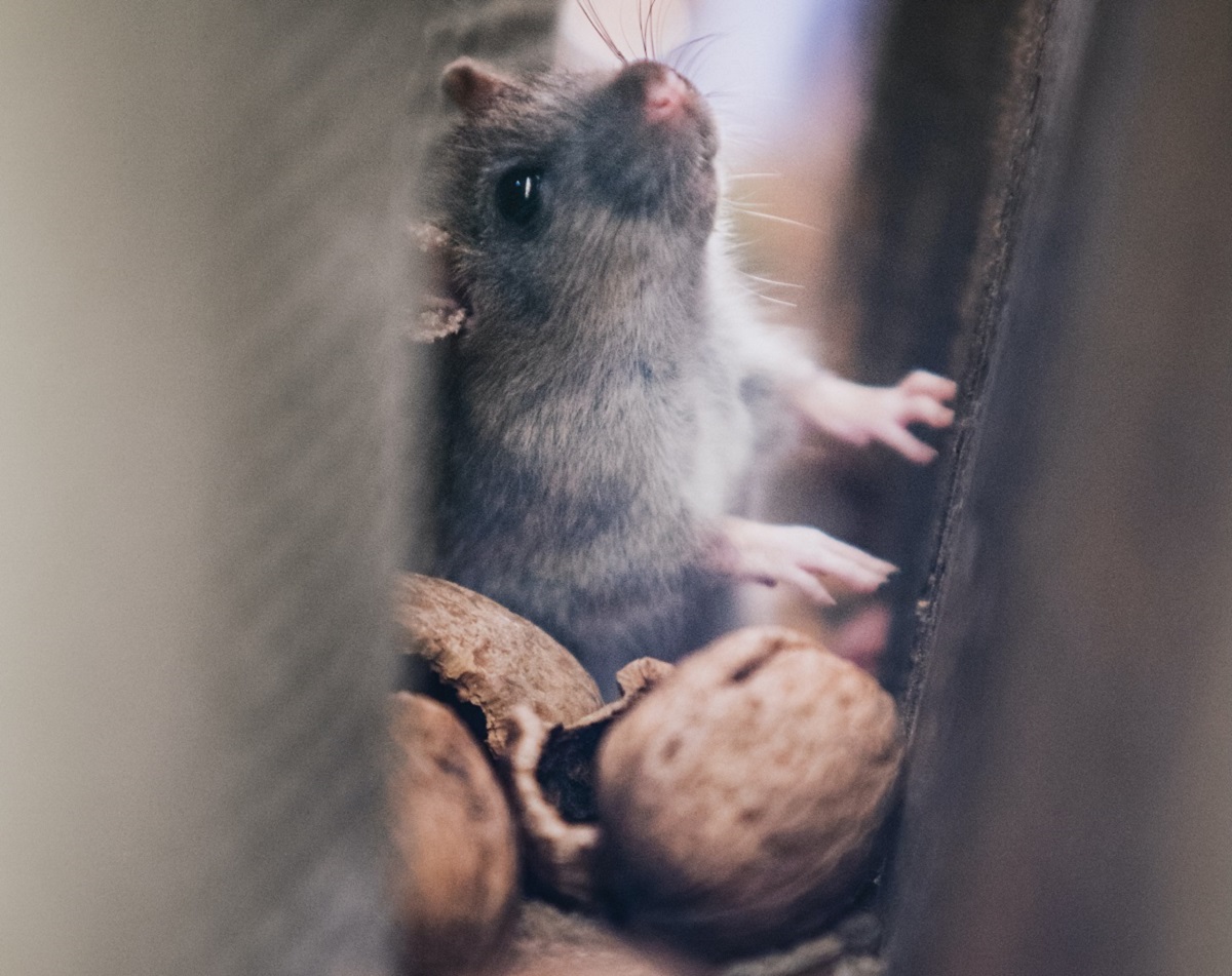 Ratos - Veja como facilmente um rato pode entrar na sua casa, seja