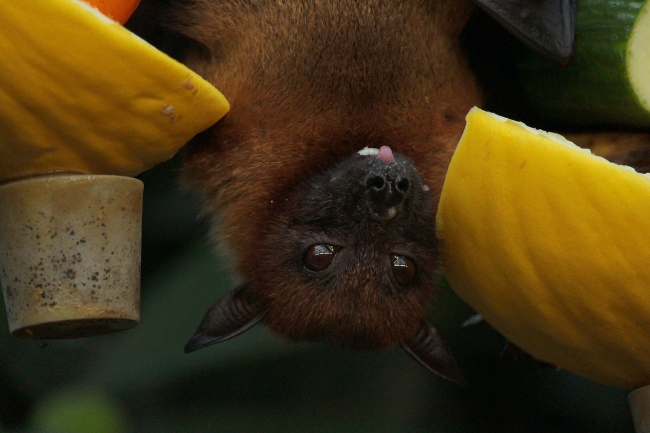 5 curiosidades sobre morcegos que você não sabia!