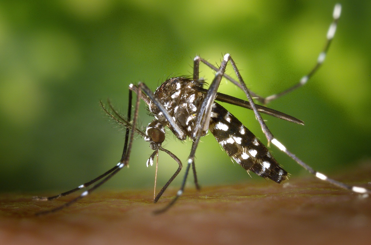 As maiores dúvidas sobre a dengue