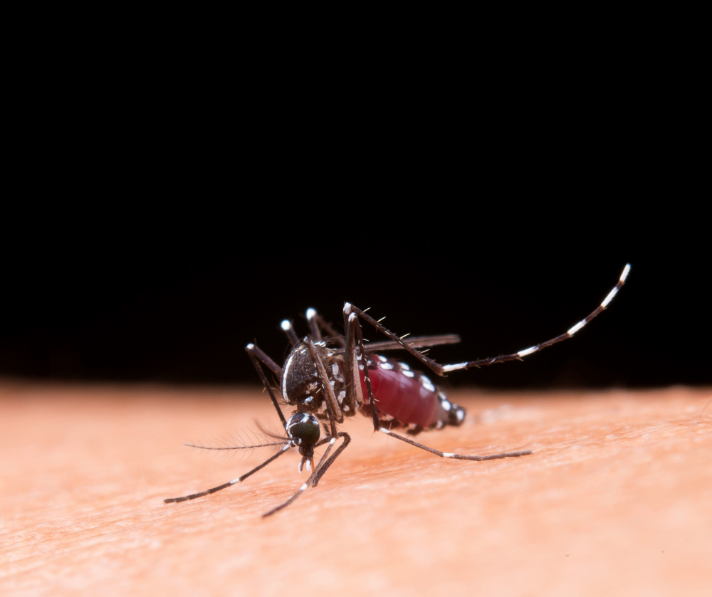 Como identificar o mosquito da dengue?