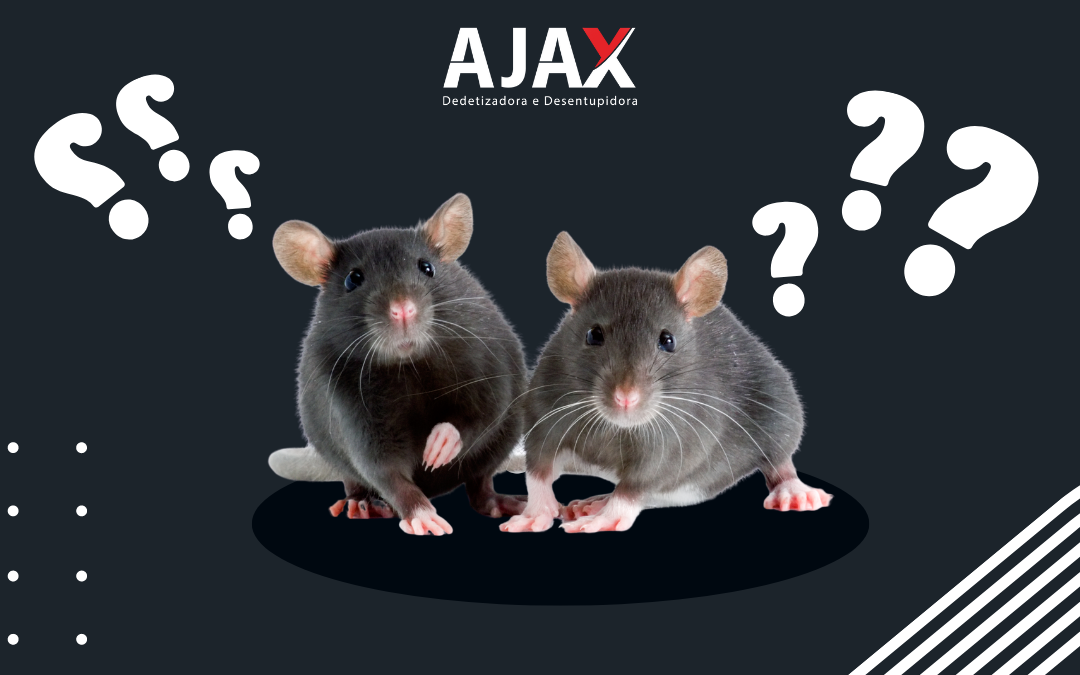 Curiosidades sobre Ratos: |Ajax dedetizadora