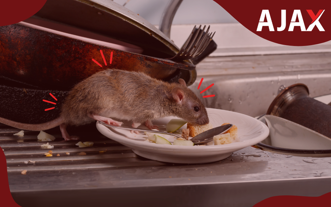 Diga adeus aos ratos: 4 maneiras de matar ratos