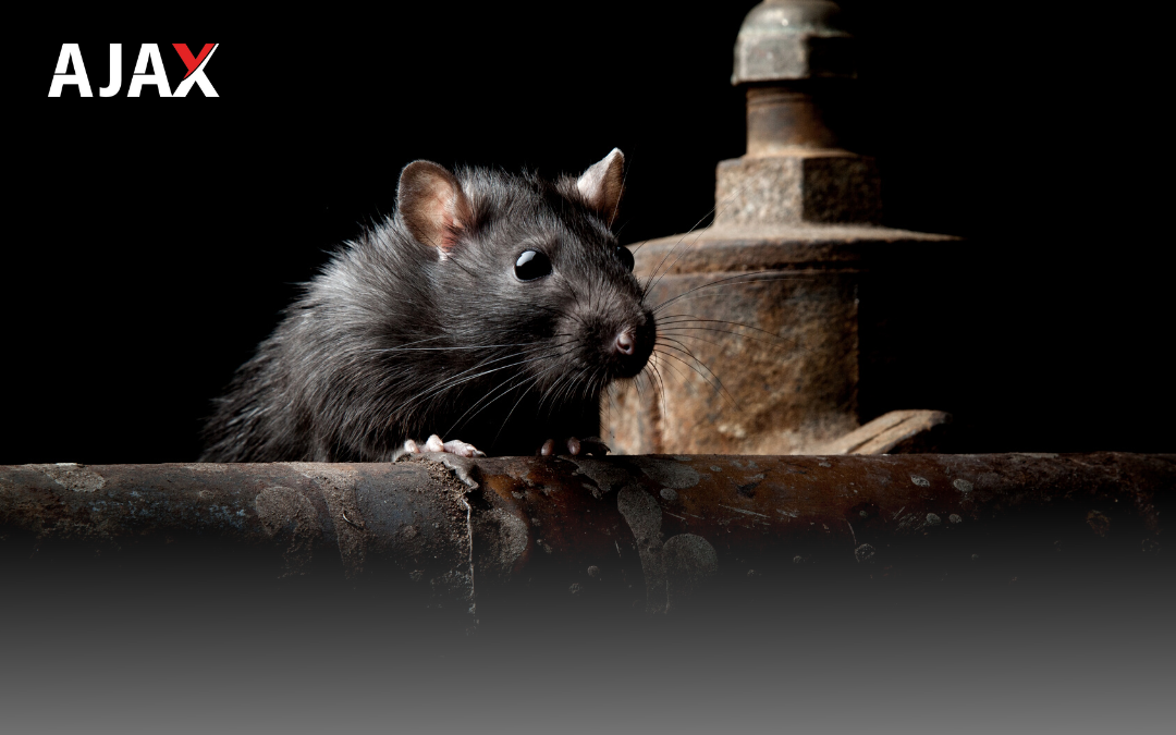 Ratos inteligentes: Descubra suas habilidades surpreendentes! Ajax Dedetizadora