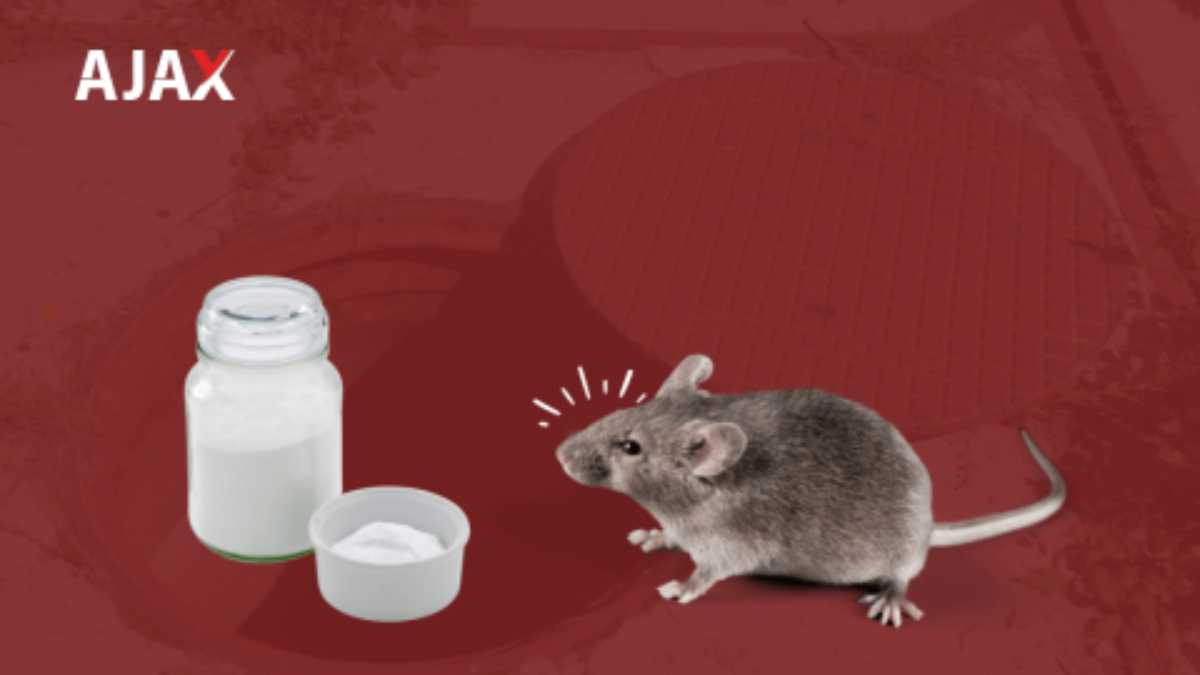 Ratos e Bicarbonato: Mitos e verdades!