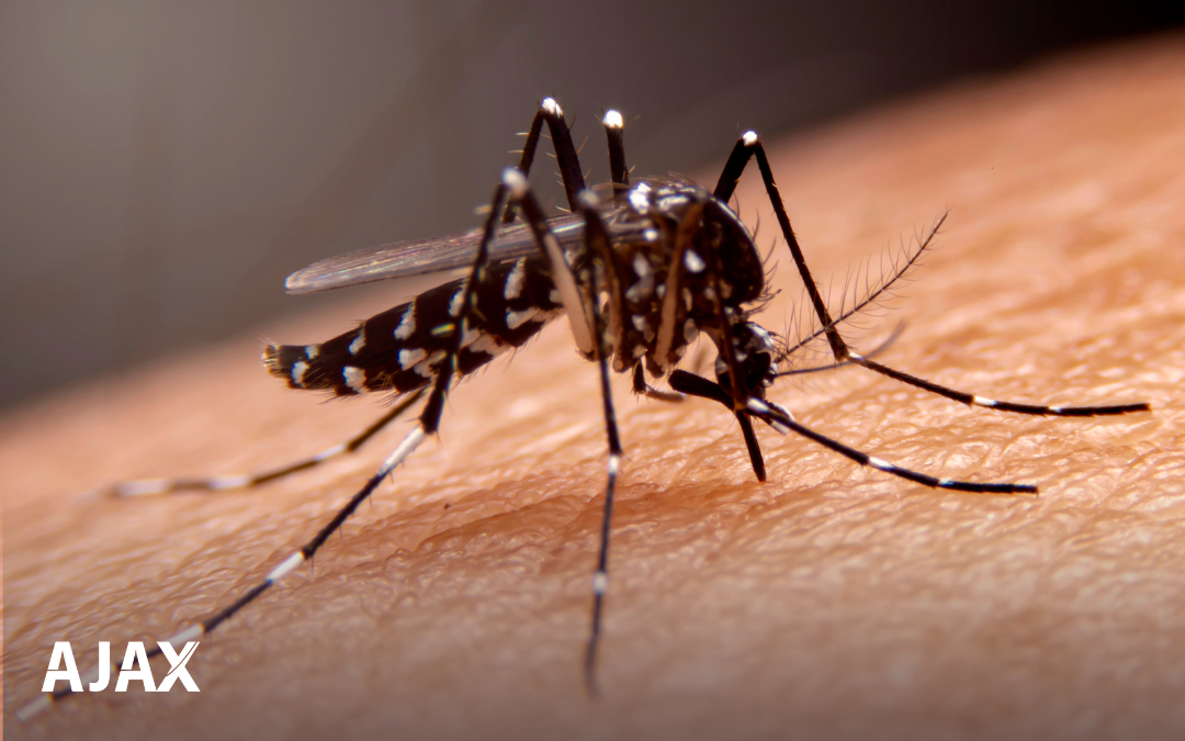 Casos de Dengue aumentam 300% em SP! Saiba Como se Proteger:
