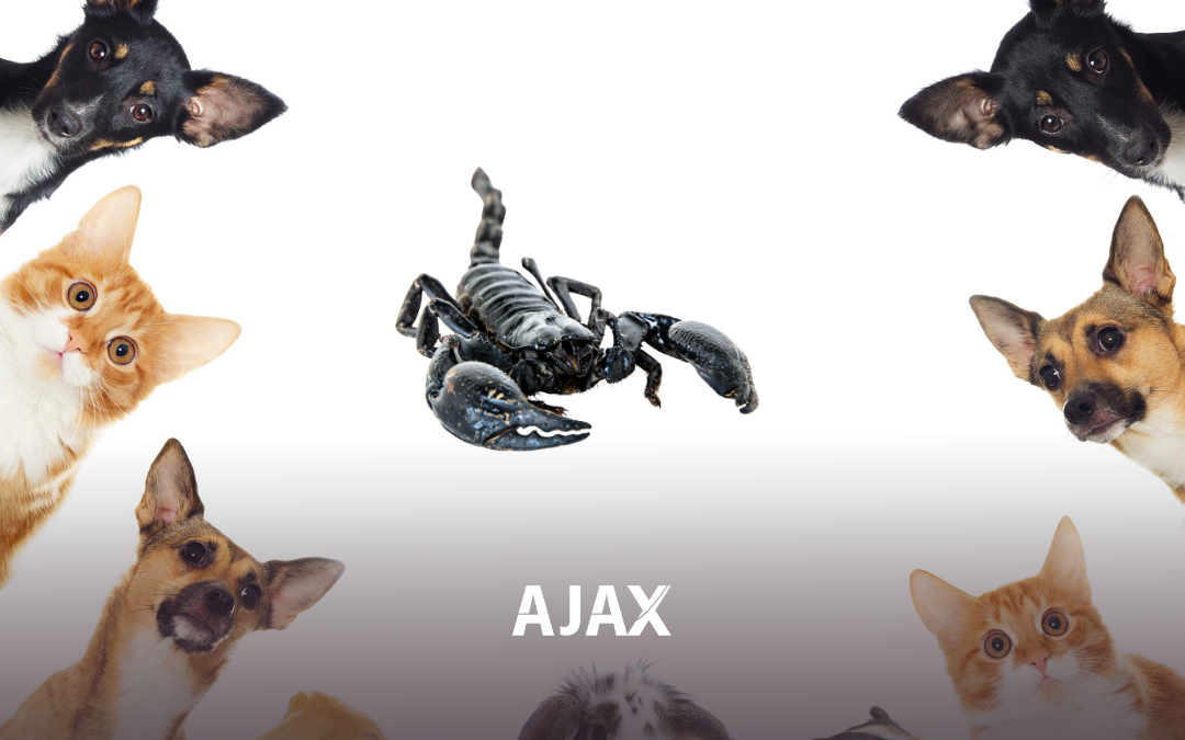 Picada de Escorpião: Proteja seu Pet!