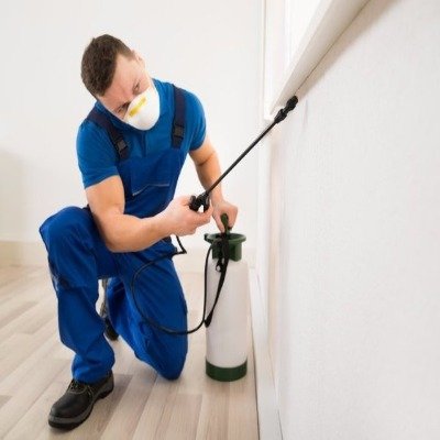 3 lugares que o cupim gosta de atacar em casa
