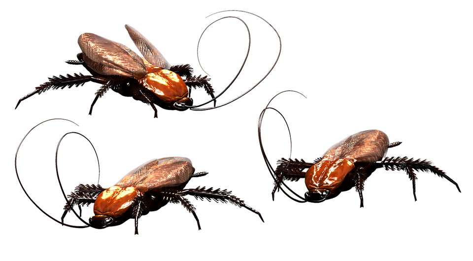pragas