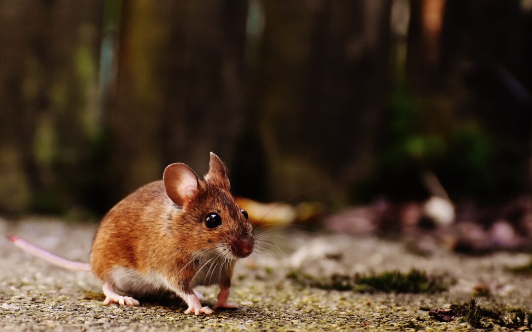 veneno caseiro para ratos