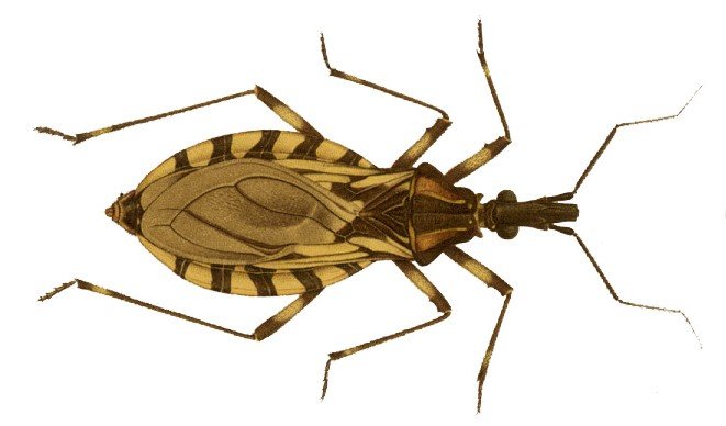 Doença de Chagas: São Paulo sofre com infestação de Barbeiros | AJAX Soluções