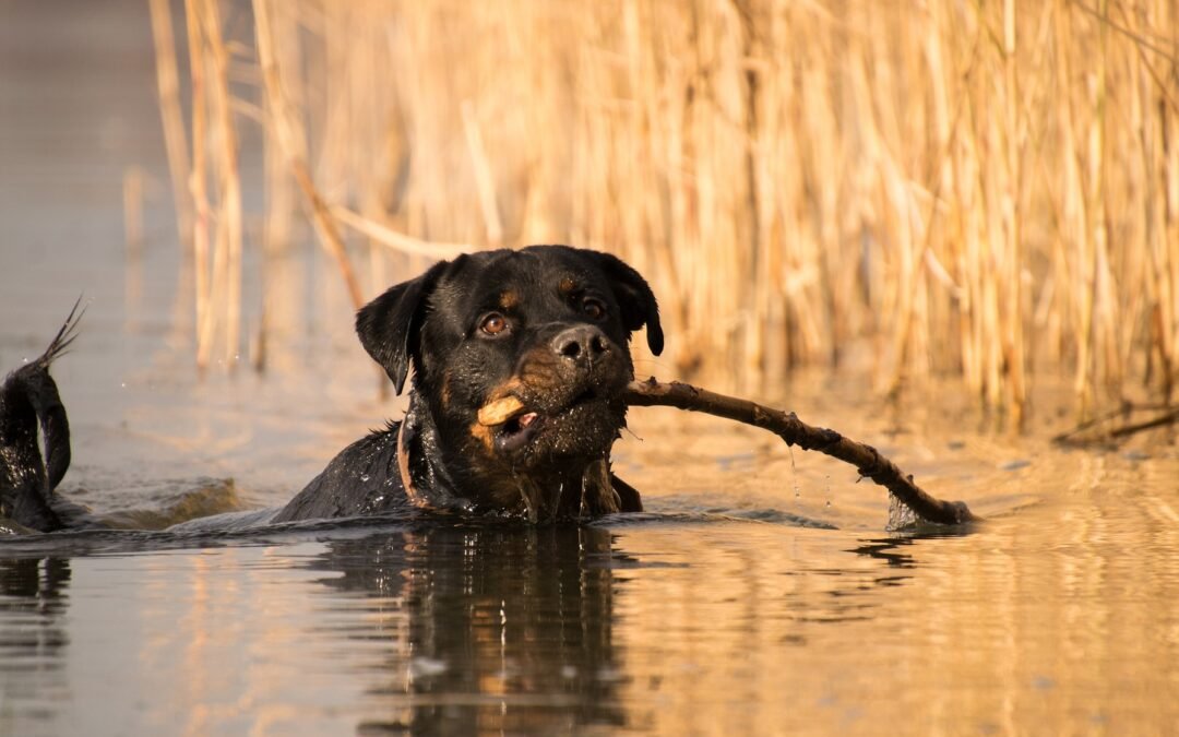 surto de leptospirose