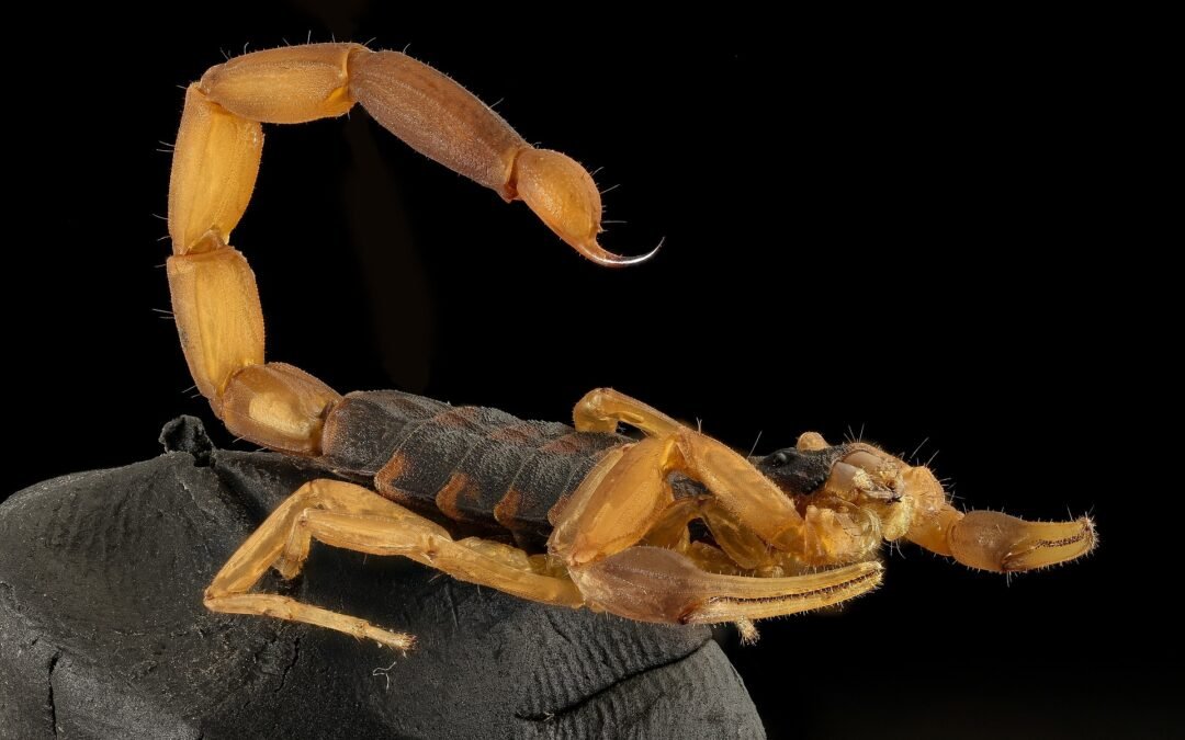 escorpiões em Franca