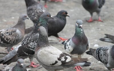 Controle de Pombos SP: AJAX Soluções