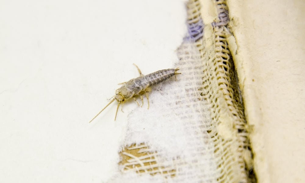 Praga Urbana: Como acabar com traças?