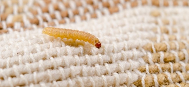 ajax dedetizadora e desentupidora