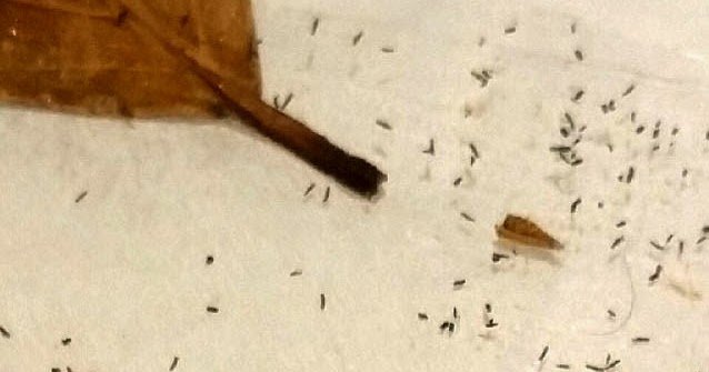 Ovos de pragas: como identificar?