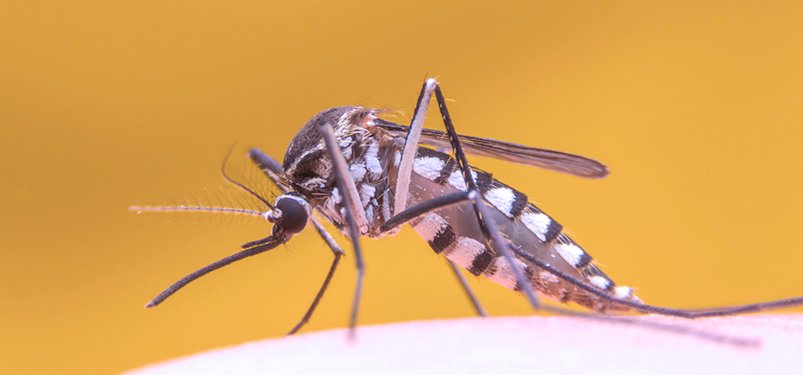 Dengue: Sintomas e Como Prevenir|AJAX Soluções