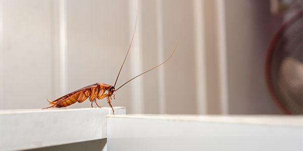 Como preparar a casa para dedetização