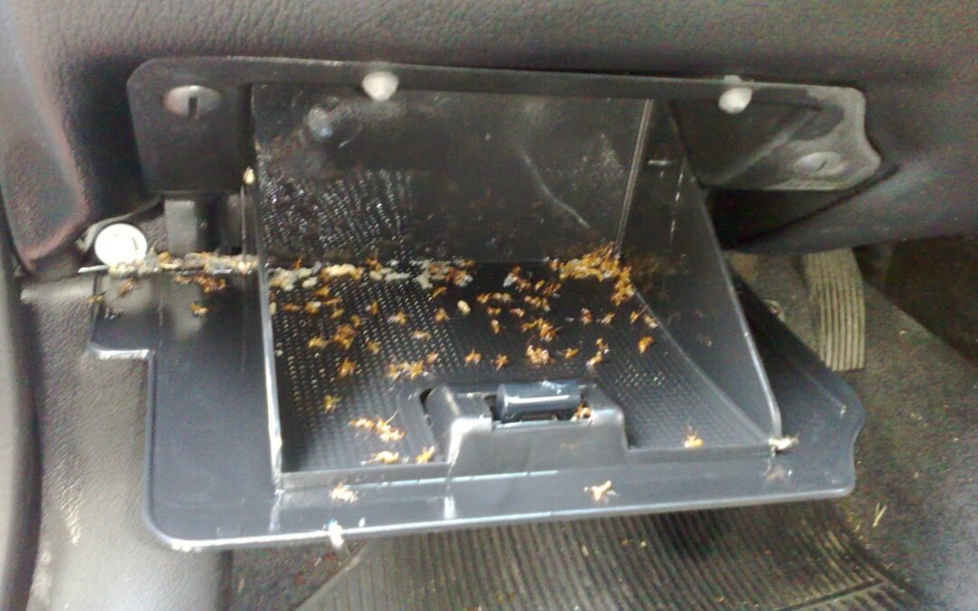 Como Acabar com Formigas no Carro